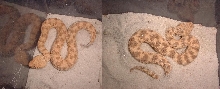 2 snakes