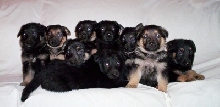 ALL NINE