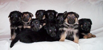 ALL NINE