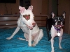 Banana and Harper
