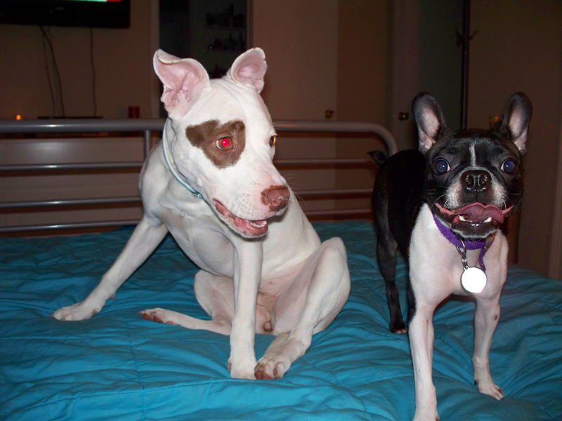 Banana and Harper