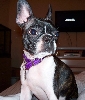 Boston Terrier