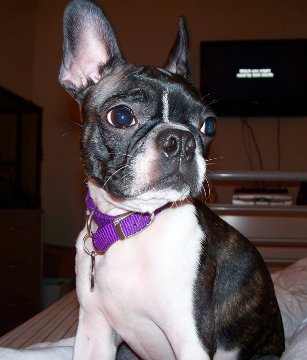 Boston Terrier