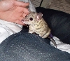 Short tail possum