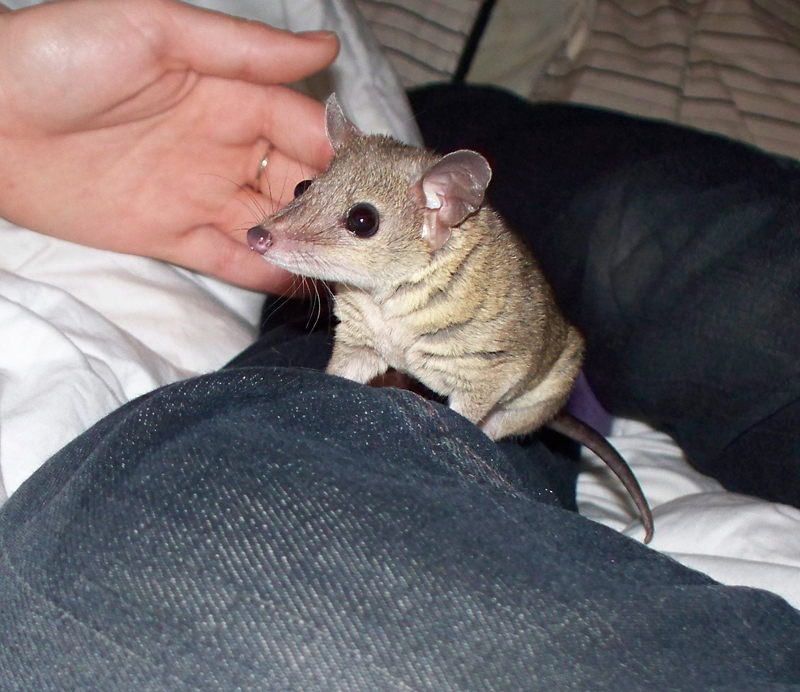 Short tail possum