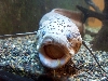 African Lungfish
