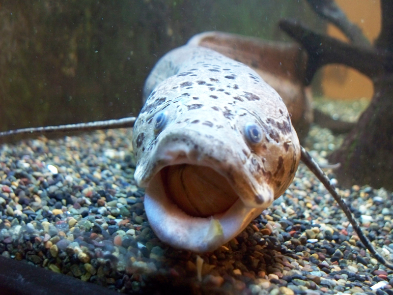 African Lungfish