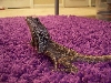 Frilled Dragon
