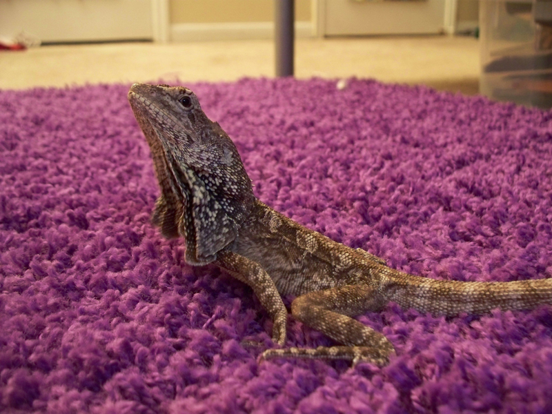 Frilled Dragon
