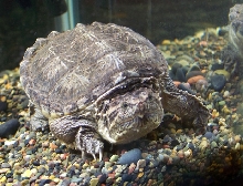 Common Snapper