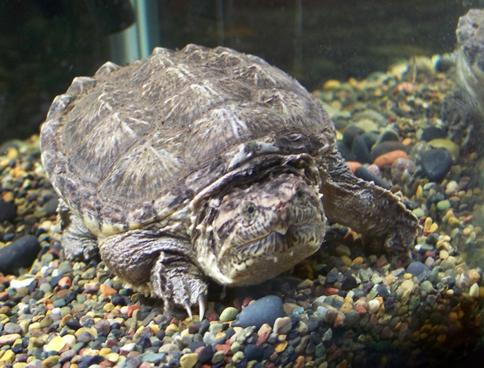 Common Snapper