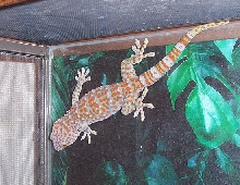 Mr. Tokay