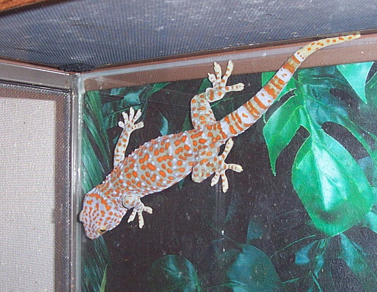 Mr. Tokay