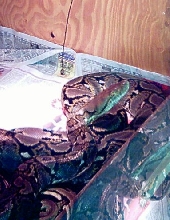 My female retic