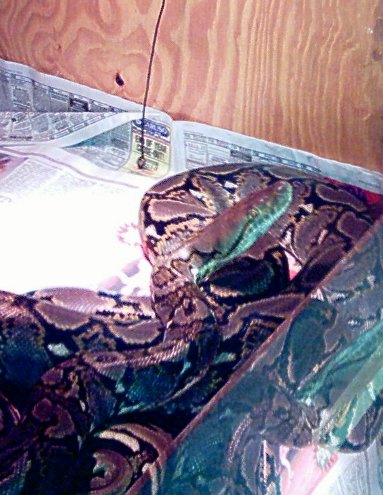 My female retic