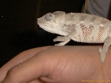 another picture of my chameleon