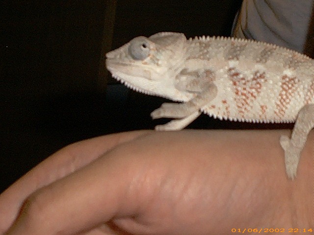 another picture of my chameleon
