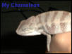 my chameleon
