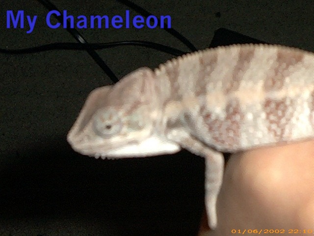 my chameleon