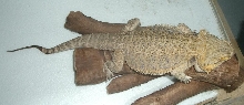 Zeus' Broken Tail