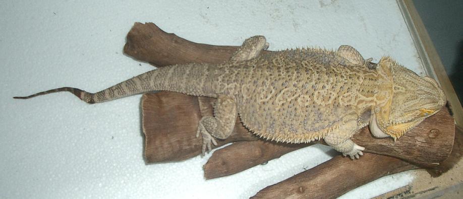Zeus' Broken Tail