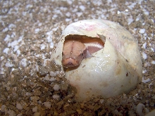 Albino hatchlings