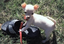 Peanut's First Day Outside