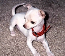 Peanut - 8 wks. old