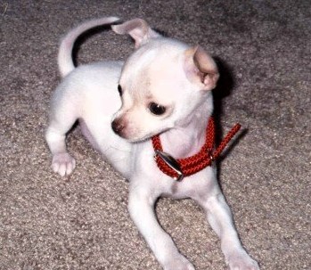 Peanut - 8 wks. old