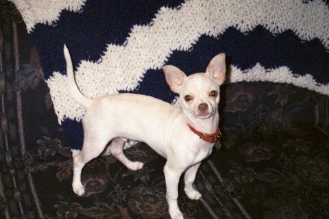 Peanut - 5 months