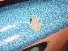 Tubby the Grey Tree Frog