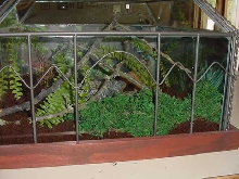 Inside of Tubby's Home - Grey Tree Frog