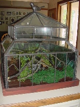 Tubby's Home - Grey Tree Frog