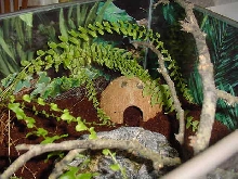 Tubby's Hut