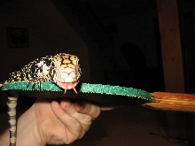 Tegu2