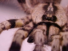 P. Regalis