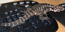 Tegu4