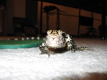 Tegu1