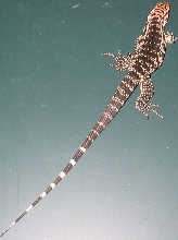Tegu3