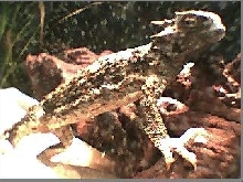 horny toad