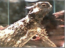 horned lizard