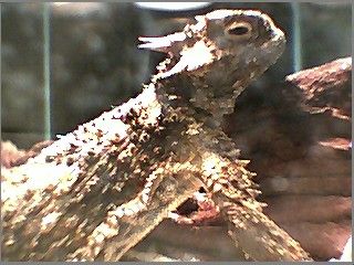 horned lizard