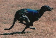 Dylan Coursing