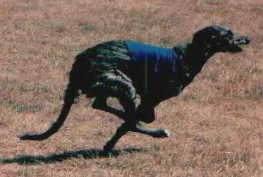 Dylan Coursing