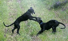 Puppies