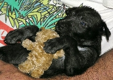 Puppy and Toy
