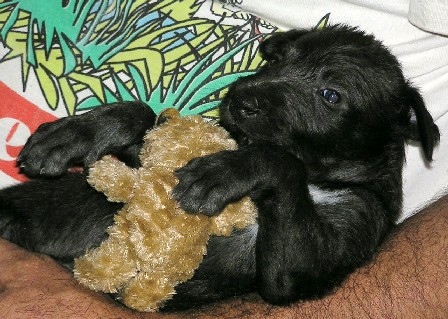 Puppy and Toy