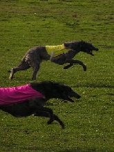 Coursing