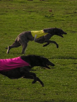 Coursing