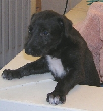 Deerhound puppy